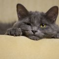 猫が『苦手だニャ〜』と感じる人に見せる仕草5つ