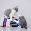 猫の喧嘩で最も多い攻撃は噛みつき