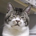 必死に眠気と戦いながらパパさんの帰宅を待つ猫ちゃん