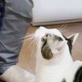 大好きなお父さんが2日ぶりに帰ってきたら…猫が見せた『可愛すぎる反…