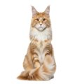 猫が『しっぽで前足を隠す』3つの理由　隠されている心理や適切な接し方