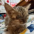『弱々しかった子猫』を保護して１年→だんだんと変化していって…『見…