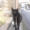 瞳が綺麗な黒猫ボンベイの里親になったお話