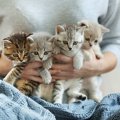 子猫のしつけ方のポイントは？トイレ、噛み癖、正しい叱り方を紹介