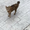 『さすがに、2匹は飼えない』捨てられた猫と出会った結果→家の前で『…