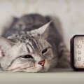 猫の生活リズムは夜型？一緒に暮らす上で気をつけたい4つの事