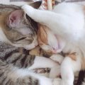 猫の「仲良し」姿がかわいい♡写真60連発！