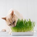 猫草は毛玉ケアに効果的？栽培方法や適切な与え方など