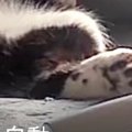 『猫、何してるかな』とペットカメラを覗いたら…まさかの光景に36万い…