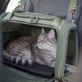 帰省や旅行…猫と『どこかへ泊まりに行く』ときに注意すべき9つのこと…