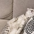 まるでホワイトタイガー？『天使でしかない』ヘソ天で眠る猫が話題♡