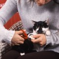 猫の爪切りにはコツがある！嫌がる時の対処法やグッズ紹介