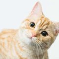 猫の『記憶力』のヒミツ4つ！「短期記憶」は人の何十倍！？