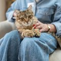 愛猫が『飼い主さんの上に乗りたがる』4つのかわいい理由　逆に乗ってもら…