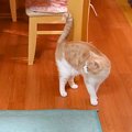 女の子の宿題が終わるのを待つ猫→床の上で…たまらなく愛おしい『健気な光…