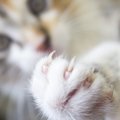 猫が飼い主を引っ掻く理由と対処法