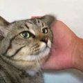 ひとつひとつが大切な時間♡愛猫ちゃんたちとのルーティーン