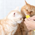 猫の『おやつ』代表的な5つのタイプ　それぞれの上手な活用法も紹介