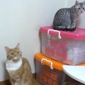 同じ場所にいる2匹の猫→『それぞれの名前』を呼んでみた結果…賢すぎる…