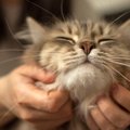 猫がとろける『最高のスキンシップ』の極意4選　撫で方やベストなタイミン…