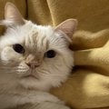 猫の『ひげ』は5種類ある！その役割と動きでわかる気持ちを紹介