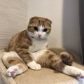 猫を『猫っぽくない』と感じる瞬間５選