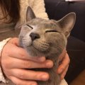 猫を癒してあげるには？4つのケアでもっとリラックスさせよう