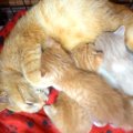 元野良猫が赤ちゃんを産んだ結果→いつでも子猫の元へ駆けつけて…『愛…