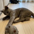 猫が前足で『パシパシ』叩くときの心理４つ