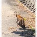 野良の母猫について行ってみたら……子猫の『まさかの様子』と胸が熱くなる…
