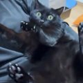 おしりをなでなでされていることに『気づいた黒猫』…まさかの『豹変ぶ…