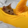 猫にバナナ型のベッドをプレゼントした結果→『やばいかわいすぎるｗ』…