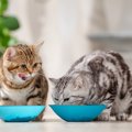 猫には不可欠な『タウリン』ってどんなもの？働きや摂取法、不足した場合…
