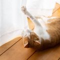 猫にダメ！を伝える『霧吹き』効き目ありと言われる3つの理由と、実践…