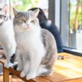ステキな名前がつけられた『猫の顔まわりの模様』4選 トラ猫の額の“M…