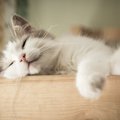 猫が『前足クロス』をさせる3つの理由！こんな気持ちが隠れているかも？