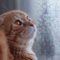 猫に関する『よくあるウワサ・迷信』3選　本当なのか気になる言い伝えをご…