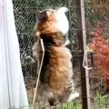 庭をお散歩していた猫→急に柵を乗り越えて、脱走してしまい…意外すぎ…