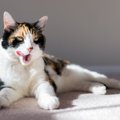 猫の『老化が進行』しているサイン5つ　体に表れる変化やシニア期に必要な…
