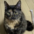 猫が『懐いている人』だけに見せる態度6つ