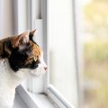 猫が『外ばかり見ている』のは外に出たいから？猫が窓の外をニャルソ…
