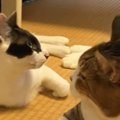 猫に『にゃう』と飼い主さんが話しかけると…可愛すぎる『まさかの返事』に…