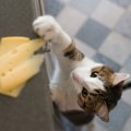 猫が『盗み食い』をする原因5つ　危険なトラブルの可能性や対策方法