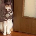 コレだから猫ってやつは！色々と『見えすぎ』ている猫さんが大人気♡