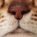 実は猫の嗅覚が鋭いことを示す3つのヒミツ　ヘビと同じ仕組みを持つっ…