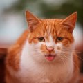 猫のためにしたはずが…「裏目に出た」あるある５つ