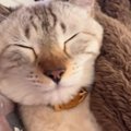 愛猫がお腹の上で寝た結果…飼い主爆笑の『つくしのような光景』が25万再生…