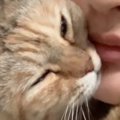 飼い主に抱き着くネコ→『なでなで』してもらった後に……尊すぎる『まさかの…