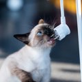 猫の飼い主が『思わず焦る』瞬間7選　ハラハラさせられる行動からトラブル…