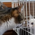 いつでもOK！初対面を果たした猫ちゃん達の様子とは…♡